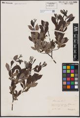 Foto von Salix aurita L.